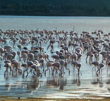 Flamingo Country Club Houses 아파트